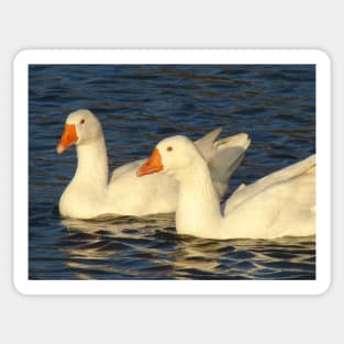 Geese Sticker